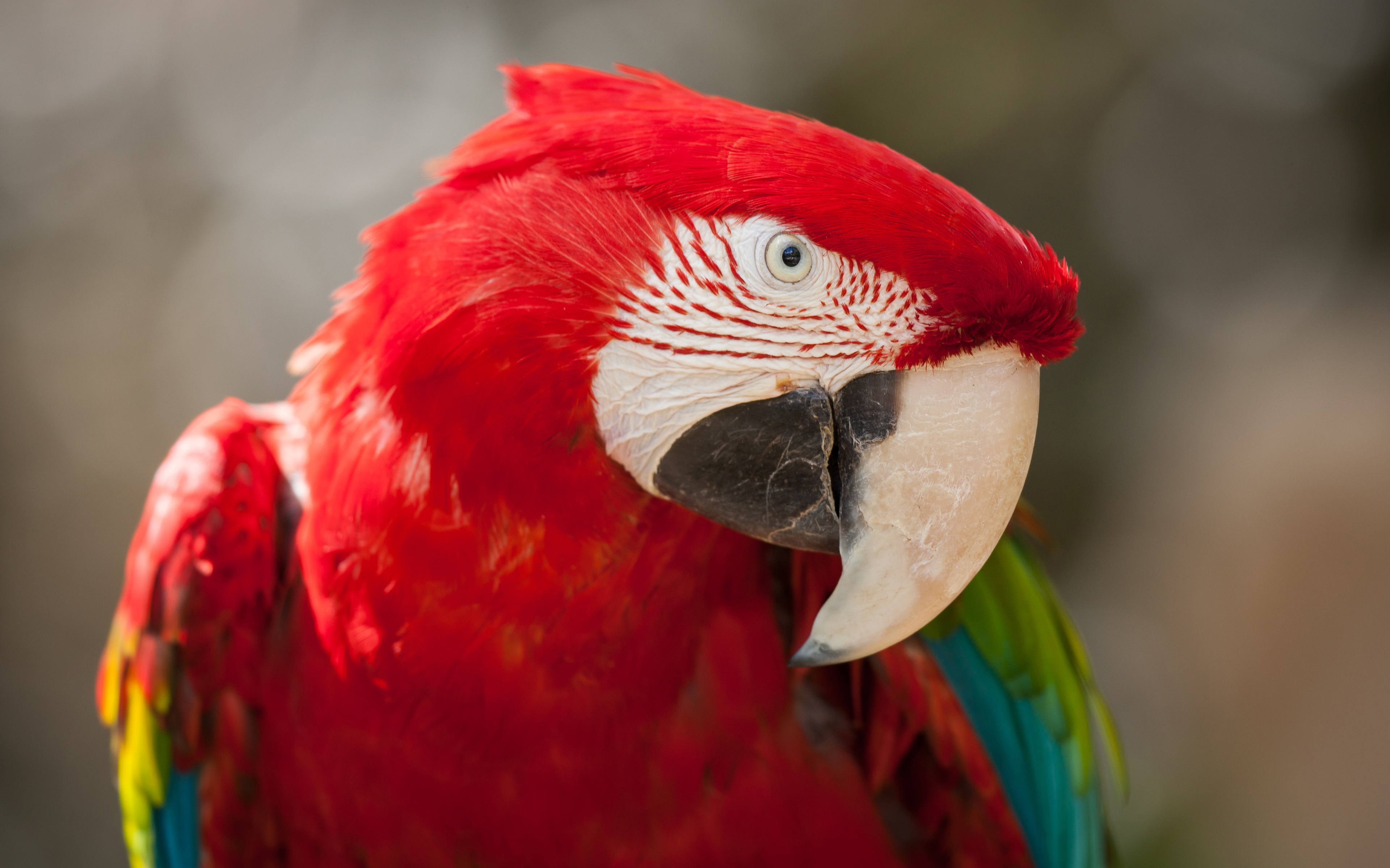 Red Green Macaw 4K348454546 - Red Green Macaw 4K - red, Peafowl, Macaw, green